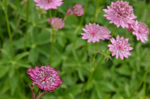 　庭の花　6月18日