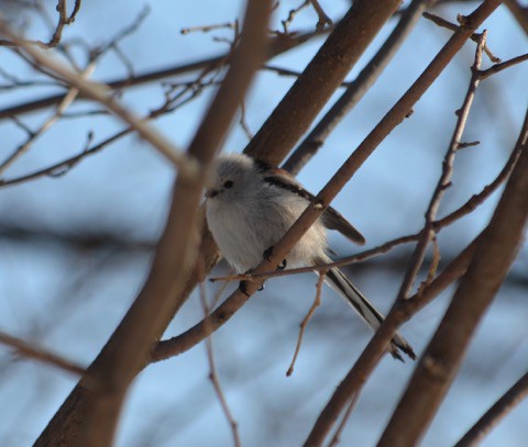 今朝の 鳥見!!