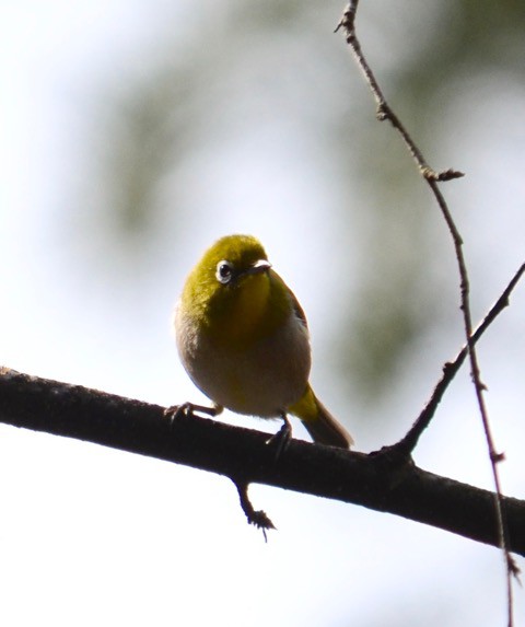 鳥運 上昇ちゅう^^かな