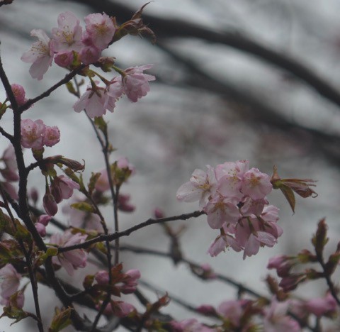 今朝はアカハラ キビタキと 虹〜^^