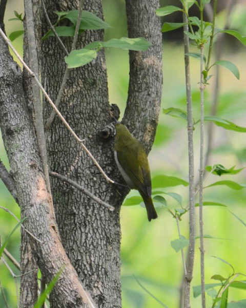 メジロ押し?! 鳥見日記