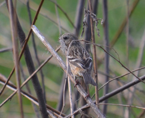 ベニマシコ♀ 巣材運びしてたよ^^