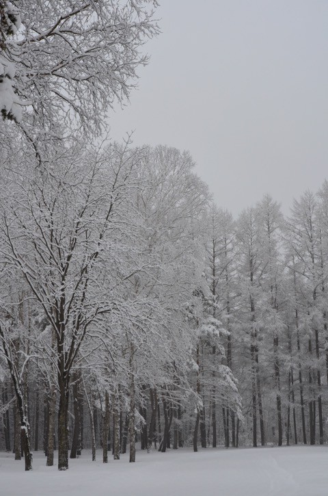 春の雪