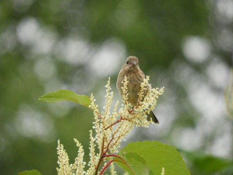 イタドリの花の上で　