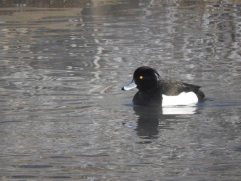 〜水鳥たち・・・帯広川にて〜