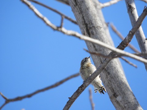 近ごろの 鳥見!にて コゲラ、ウソとか