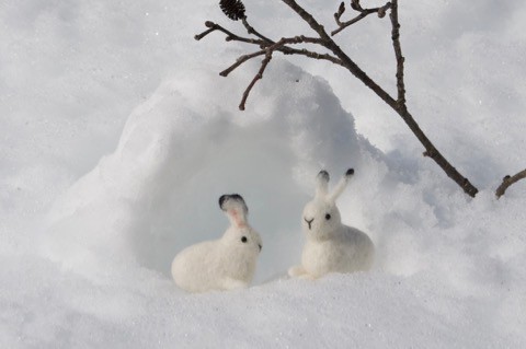 白い雪に　ユキウサギ^^