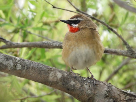 今朝は カッコウが鳴いていました!