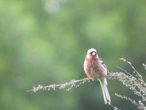 今朝の鳥　ベニマシコなど