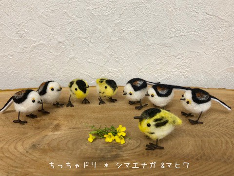 ちっちゃドリ〜ケイマフリ、シマエナガ、マヒワなど^^