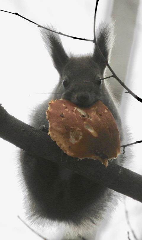 葉っぱ?パンケーキ?いえいえ　キノコです!!