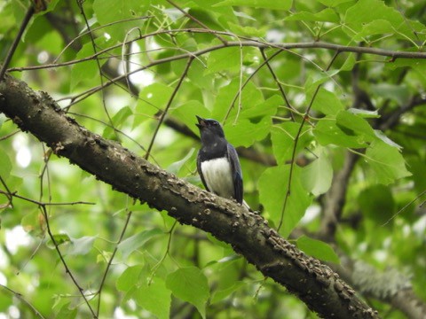 青い鳥　オオルリ♪