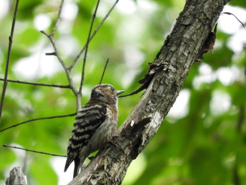 会いたかった鳥さんたち!