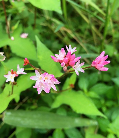 身近な　野草たち　〜初秋〜