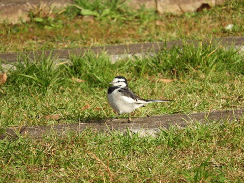 旅先で出会った野鳥!