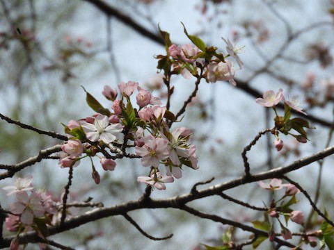 春の草花たち　*