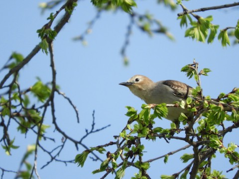 コムクドリ、ニュウナイスズメなど