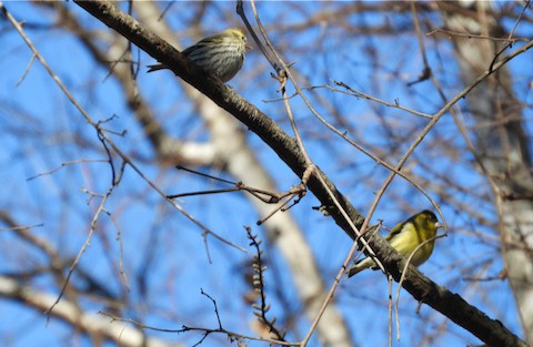 〜いろんな野鳥〜　1/3~1/12