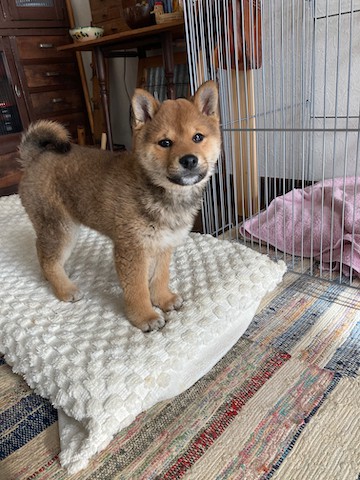 柴犬のぼんちです!どうぞよろしく^^