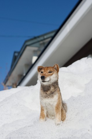 羊毛フェルトで柴犬のすい君!