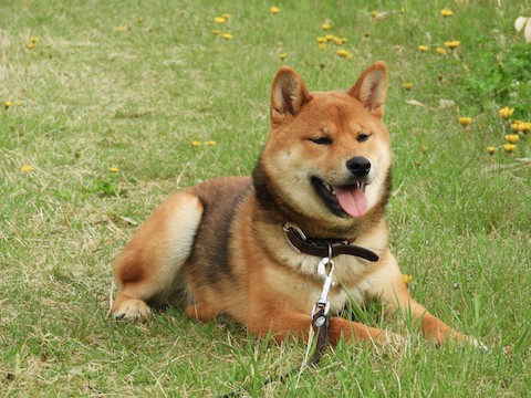 いい天気の日　ぼんちゃんと