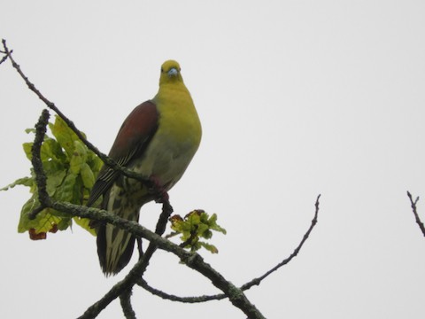 散歩で出会った野鳥たち∧( 'Θ' )∧