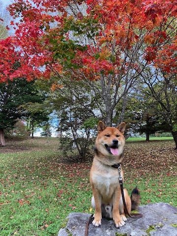 ぼんちゃんと　秋の色