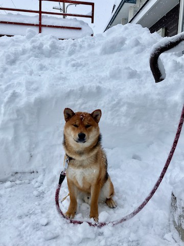 ドカ雪でしたね!