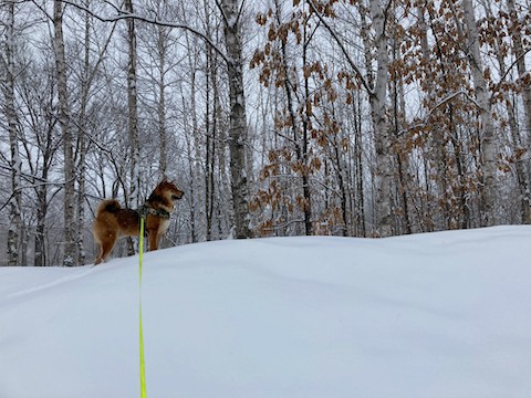 散歩にて　雪解け〜白い世界