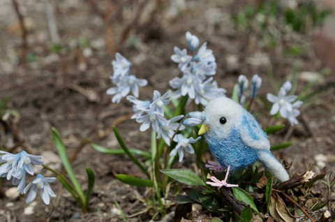 ちっちゃドリ・インコのブルちゃん∧( 'Θ' )∧