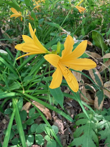 野の花、樹の花〜♪