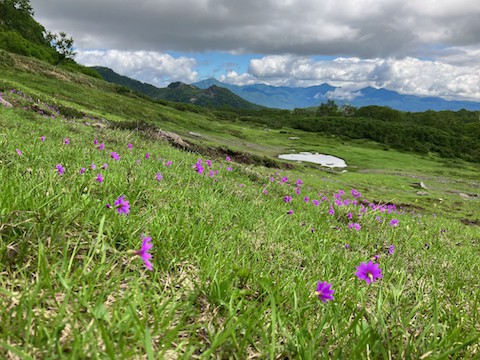 緑岳のお花畑まで*　その一