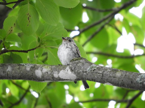 8月・散歩で出会った野鳥たち