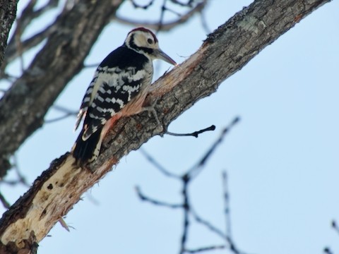 最近　出会った野鳥たち♪