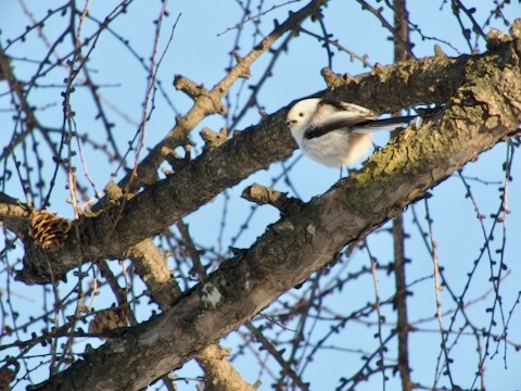 シマエナガやツグミ〜　春近し。。