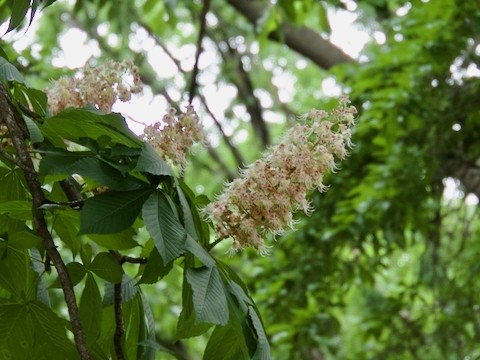 〜トチの花が満開〜