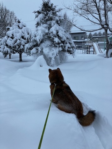 どっさり雪　降りましたー