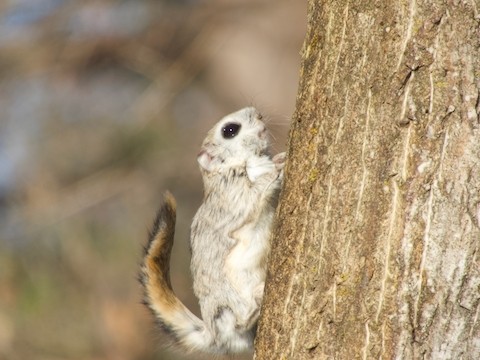 会えた!!春のエゾモモンガ