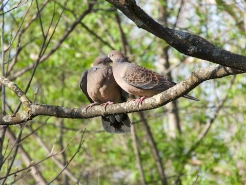 睦まじいキジバトたちと　美しき芽吹き、新緑!