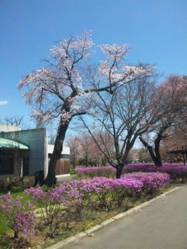 一人お花見