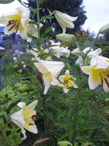 お花ブログ(星に願いを)