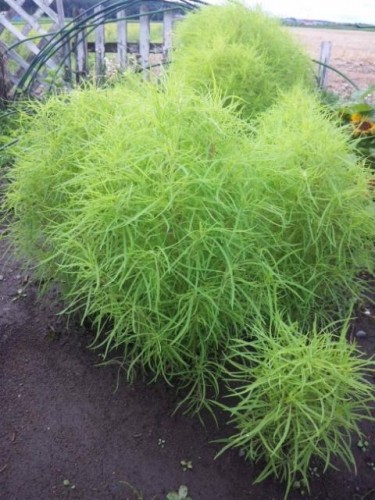 お花ブログ(近況報告笑)