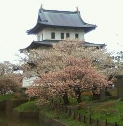 道南へ、お花見旅してきました。