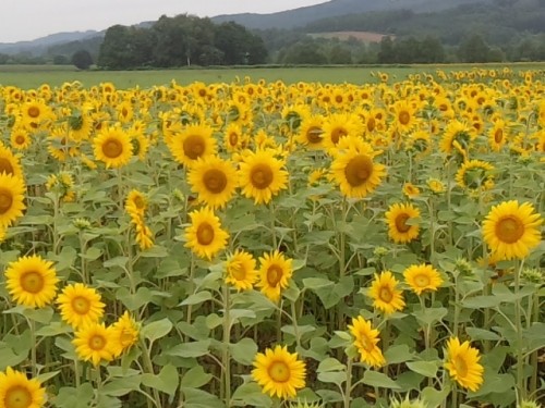 夏休み、満喫されましたか？