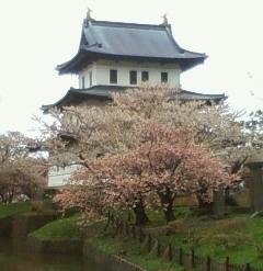 桜咲く 春の道南への旅