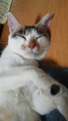 友人宅の猫の話。