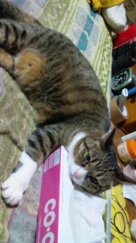 ヌコジャイアン