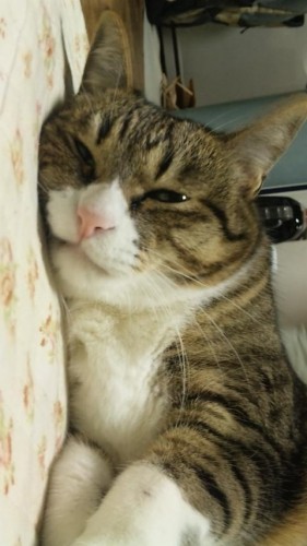 今日は肉球の日か…☆