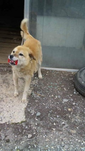 ヾ(*´ω｀*)ノ゛チョコもろた♪