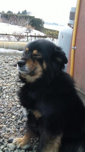 気合い入れて…手抜きします。